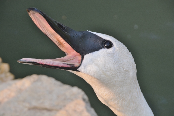 swan grabbing food